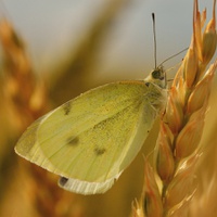 Motýlek