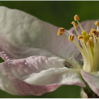 Makropohled - jabloňový květ