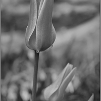 smutný tulipán