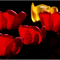 pět červených tulipánů