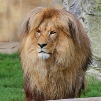 Lev v Zoo