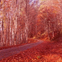 Dřívější podzim v našich lesích