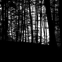 Temný les