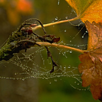 podzimní,pavučinková