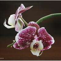 orchidea ....