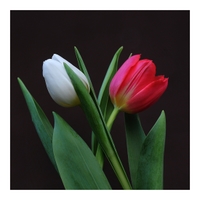 Tulipánková
