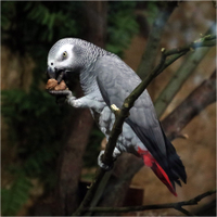 Papouch v šeru
