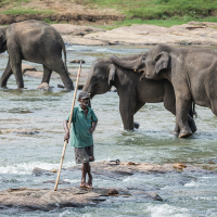 Drsný hlídač slonů - Pinnawala sloní sirotčinec