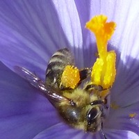 Včelka na květu krokusu