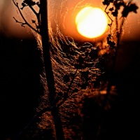 Slunce v pavučině