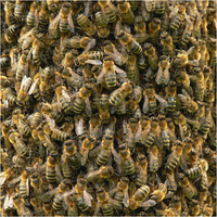 Včelí rojení
