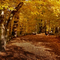 Cesta zlatým podzimem