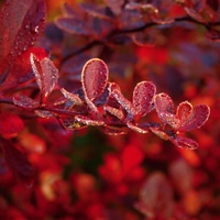 červený podzim
