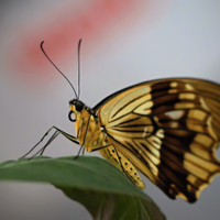 Motýl II