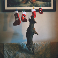 O Vánocích a psech...