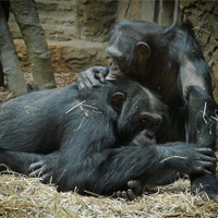 šimpanzí milenci (trocha toho soft-porna)