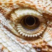 Oko fousatého draka