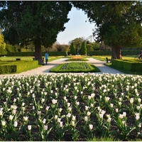 Park ovládly tulipány