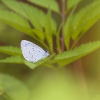 Modráčik krušinový - Celastrina argiolus 