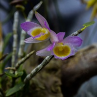 Dendrobium loddigesii. Konečně rozkvetla