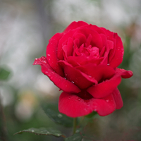 růže po dešti
