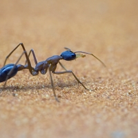 Mravenec buldočí