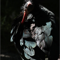 Mrchožrout (ibis skalní)