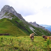 zvědavé obyvatelky Alpských pastvin