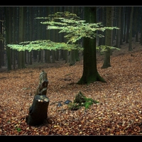 Ticho lesa