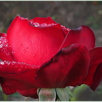 růže s kapkami deště