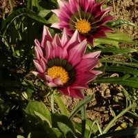 Kvetoucí gazánie