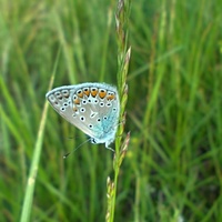 Letní motýlí