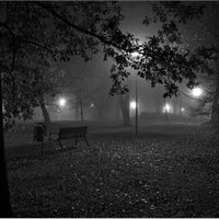 mlha v  parku