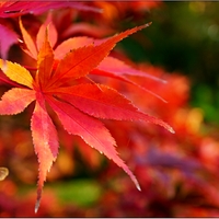 Podzimní barvy