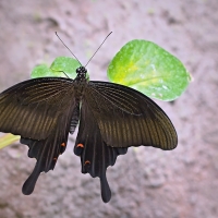 Papilio ....