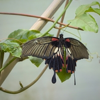Papilio memnom-samička