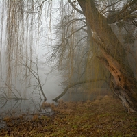 Mlhavé zákoutí parku