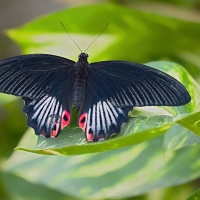 Papilio ....