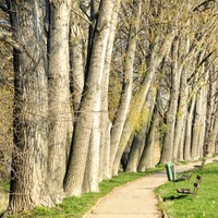 Cesta stromy lemovaná