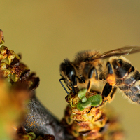 Včela na rakytníku