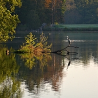Volavka na Zámeckém rybníku