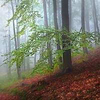 Lesní mlhovka