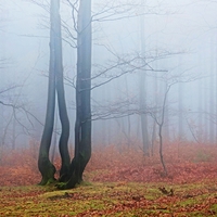 Lesní mlhová