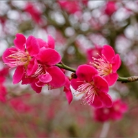 Květ japonské meruňky