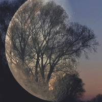 Měsíc na stromě