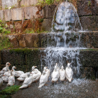 Kachní vodopád
