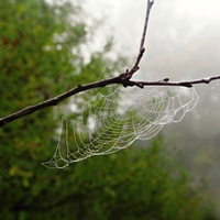 Pavoučí dílko a mlha 3