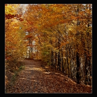 Jesenný les II