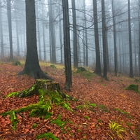 Lesní mlhovka