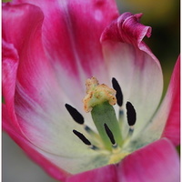 tulipán ....